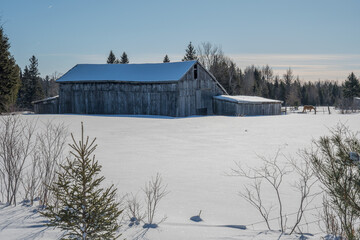 all photos are of nature taken in north Canada