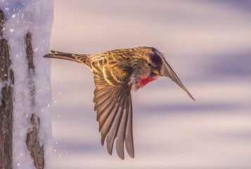 red pol flying in winter
