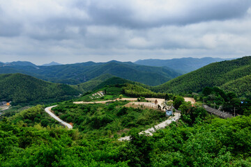 Bamboo forest scenery.