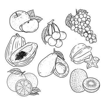 vector collection of fresh fruits in hand drawn line art style