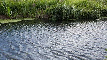 Lake shore, water surface of calm wate