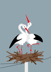 A pair of storks nestled lovingly on a power pole. Passionate love of birds in the nest