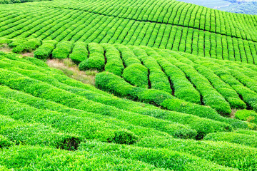 tea plantation,