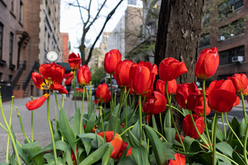 Obraz premium Red Tulips along the Sidewalk in Greenwich Village of New York City during Spring