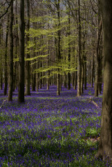 A carpet of Bluebells in bloom in an English woodland.