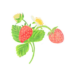 strawberry branch with berries and flowers. Isolated hand drawn pencil drawing for custom design. summer berry season for printing on t-shirts, posters, packaging
