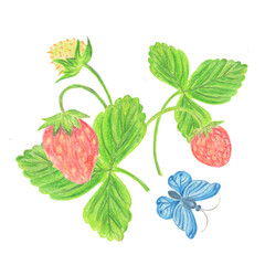 strawberry branch with berries and flowers. Isolated hand drawn pencil drawing for custom design. summer berry season for printing on t-shirts, posters, packaging