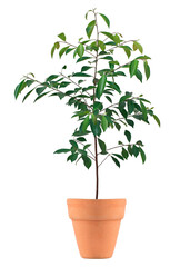 Small tree in a pot