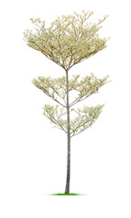 Obraz premium Tree on white background. PNG file.