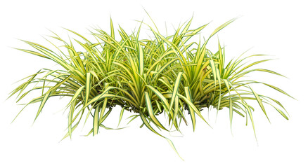 Fototapeta na wymiar Variegata grass. PNG masked background. 
