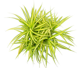 Variegata grass. PNG masked background.

