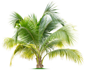 Young palm tree