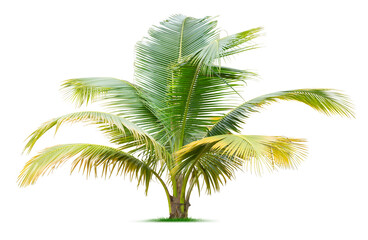 Young palm tree - obrazy, fototapety, plakaty