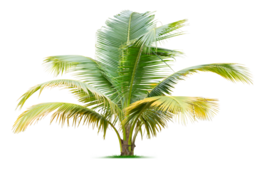 Young palm tree