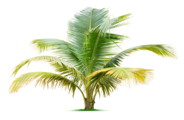 Gartenposter Young palm tree © johannes