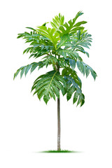 Fototapeta premium Young plant. PNG file.