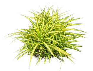 Variegata grass. PNG masked background.
