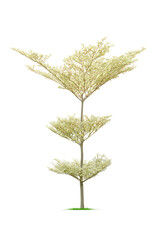 Tree on white background. PNG file.