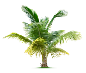 Foto op Plexiglas Young palm tree © johannes