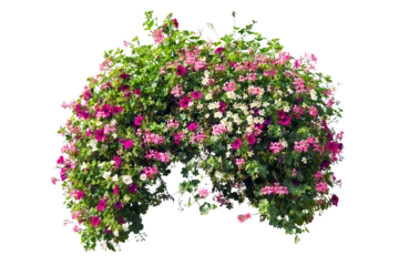 Foto op Plexiglas Colorful flower bush isolated oh white background. PNG masked background.  © johannes