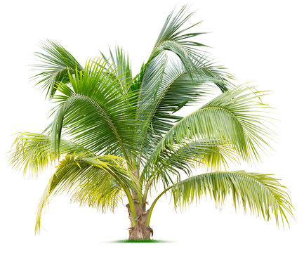 Young palm tree