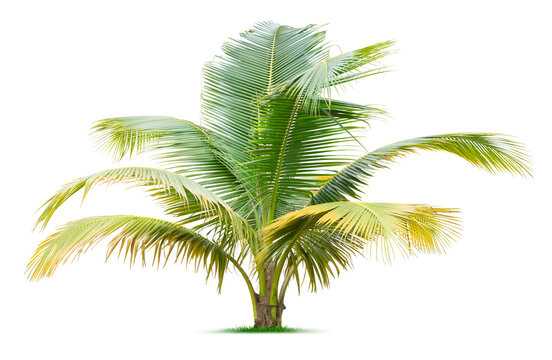 Young Palm Tree