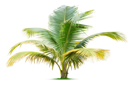 Young palm tree