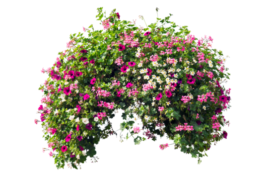 Colorful flower bush isolated oh white background. PNG masked background.
