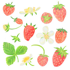 set of strawberries on a white background from berries and flowers. hand-drawn with pencils