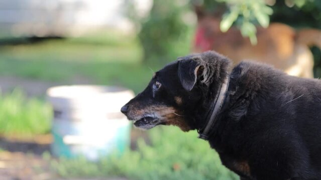 aggressive and angry dog yagd terrier growls and rushes