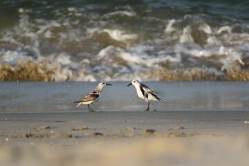 Two Sandpiper Birds on Beach in Front of Wave Looking at One Another