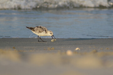 Sandpiper Bird on Beach Eating a Crab
