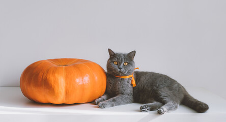 Fototapeta na wymiar British cat and a big pumpkin on a white table. Autumn or Thanksgiving day concept. Funny cat with orange bow. Space for text.