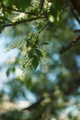 Flowering of fragrant sea buckthorn