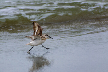 Sandpiper Bird with Wings Up as it Lands on the Beach - looks like a beach fairy bird