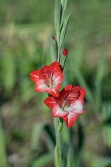 Red-white gladiolus flower in a garden. Focus on the upper blossom.