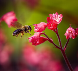 Bee flying to a red heuchera flower