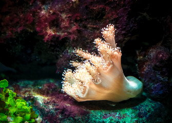 Coral in a saltwater aquarium