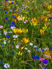 Background of a summer meadow with wildflowers