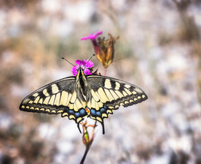 Macro of a swallowtail butterfly