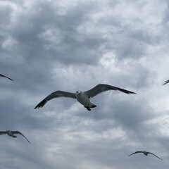 seagull in flight