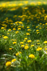 Fototapeta premium Yellow dandelions