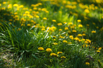 Yellow dandelions