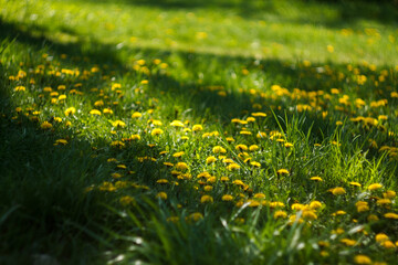 Fototapeta premium Yellow dandelions