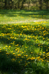 Yellow dandelions