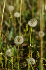 Fluffy dandelions