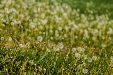 Fluffy dandelions