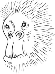 Obraz premium monkey lines hand draw funny head wild