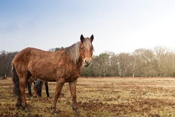 Two New Forest ponies on heathland outside of Brockenhurst, Hampshire, UK.