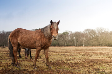 Fototapeta premium Two New Forest ponies on heathland outside of Brockenhurst, Hampshire, UK.